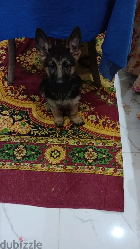 German Shepherd65595048584065121