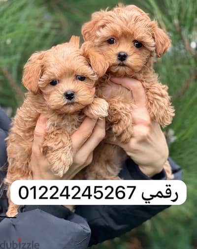 مالتيبو _maltipo
