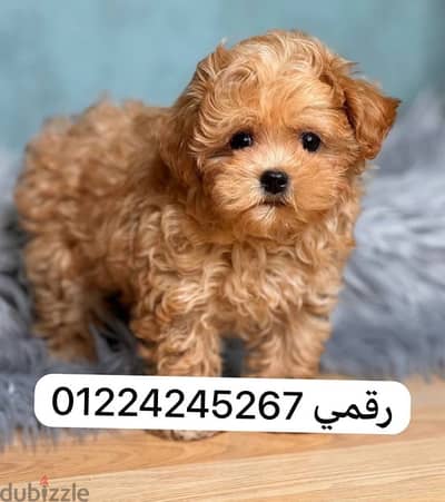 maltipoo puppy pure preed