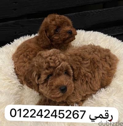 poodle puupyy