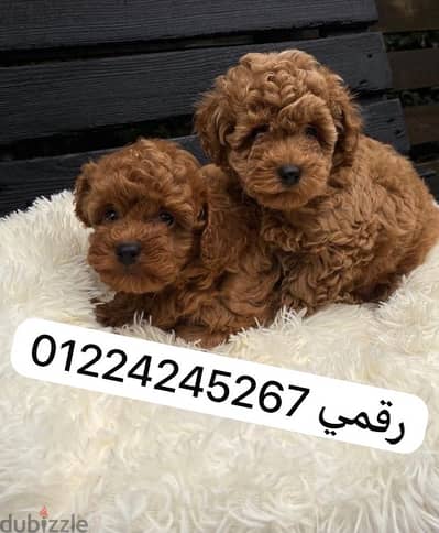 poodle puppy pure