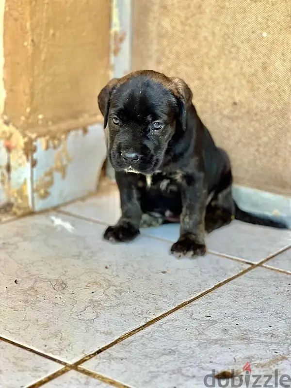 Cane Corso
