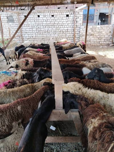 اغنام صعيدى وبرقي