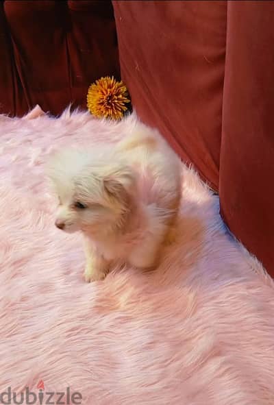 جراوي. (بمورينيان) (Pomeranian) أصلي