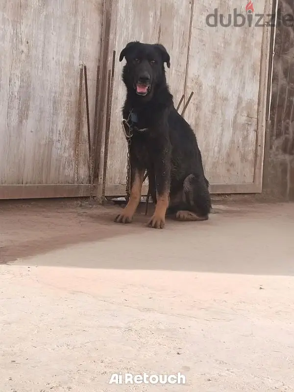 المنوفيه قويسنا