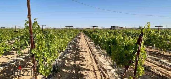 5 acres of grapes produced in the village of Al-Ruwaisat