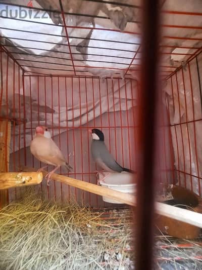 طيور جاوه منتجة عين حمرة