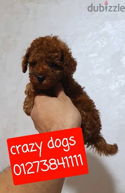 toy poodle