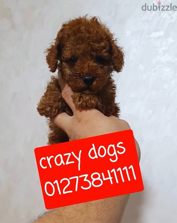 toy poodle 1