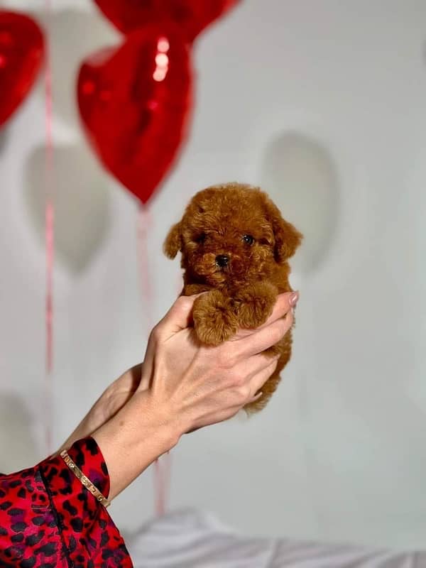 toy poodle 2