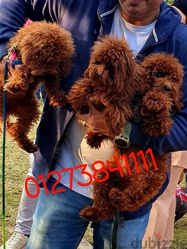 toy poodle 3