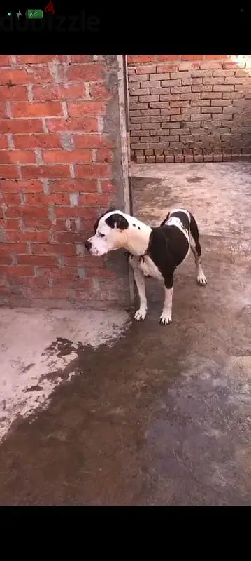 قطور غربيه65600945033987121
