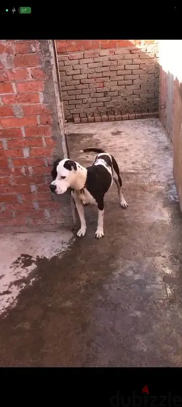 قطور غربيه65600945033987122