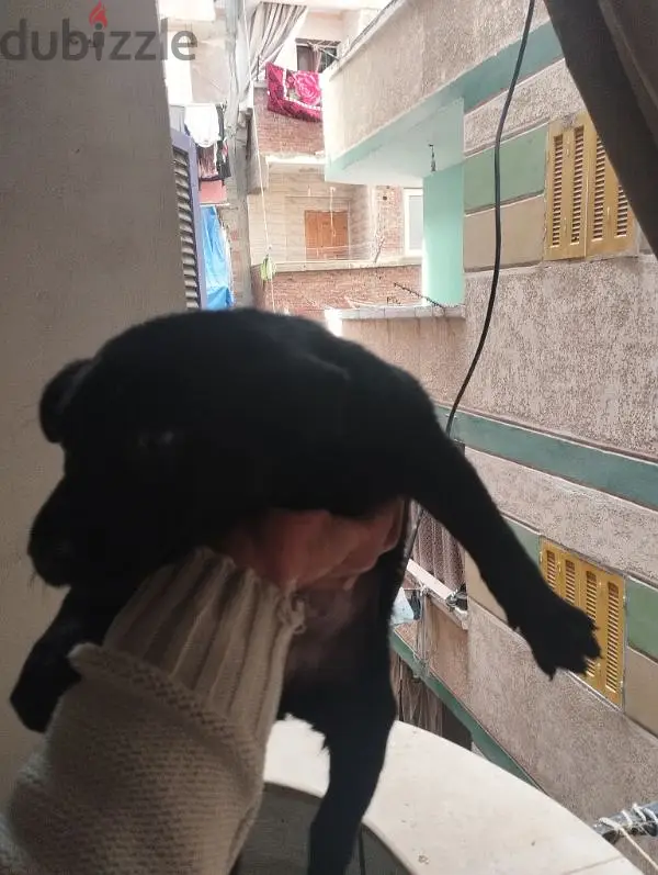 العجمى