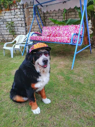 Bernese Mountain Dog for Sale