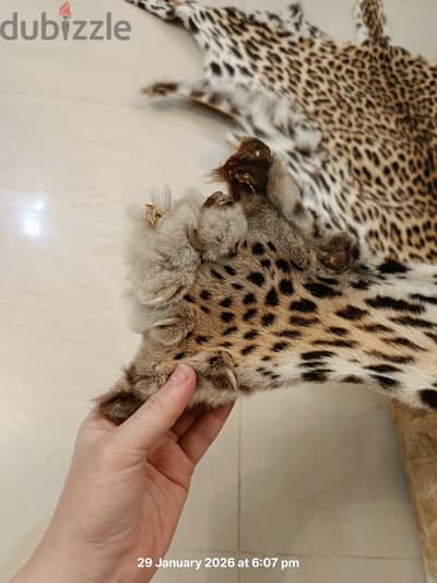 جلد فهد طبيعي