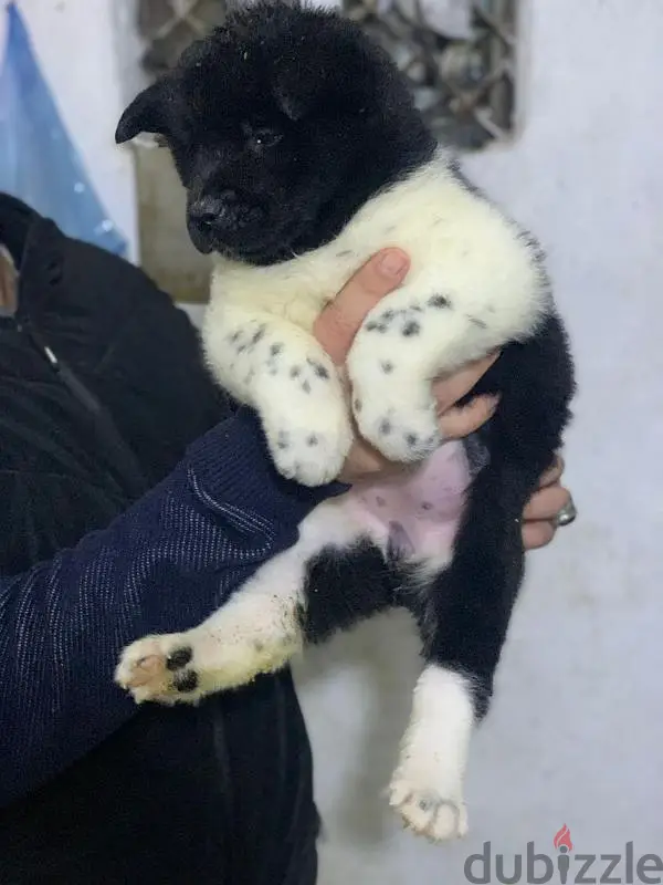 American Akita puppies