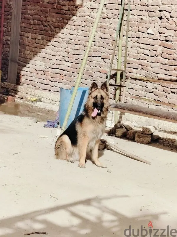 German Shepherd Male for Sale – Not Previously Registered, Two Years Old, Asking Price EGP 5500 for Quick Sale