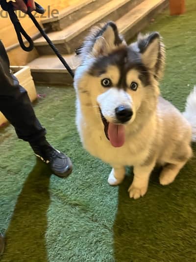 husky alaskan malmute
