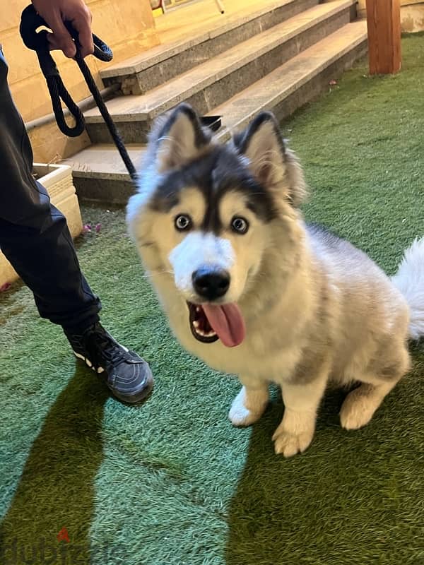 husky alaskan malmute 1