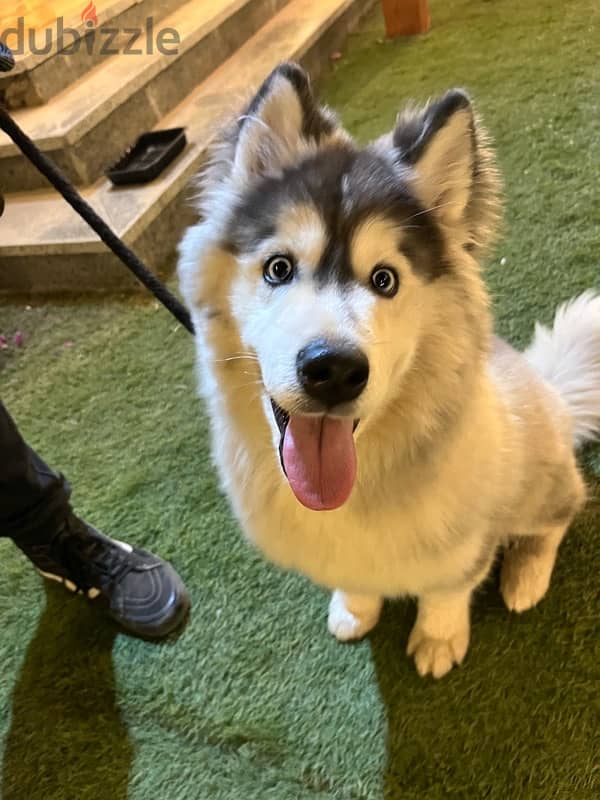 husky alaskan malmute 2