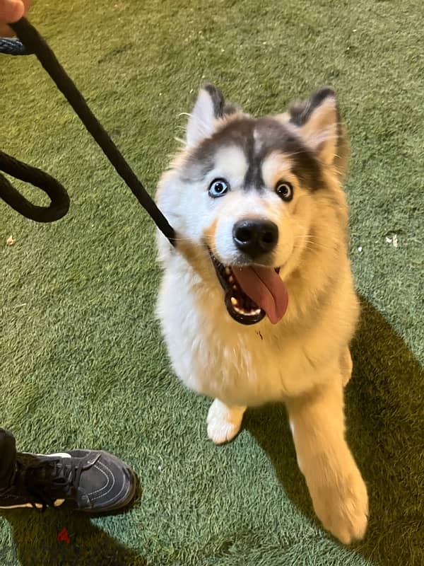 husky alaskan malmute 3