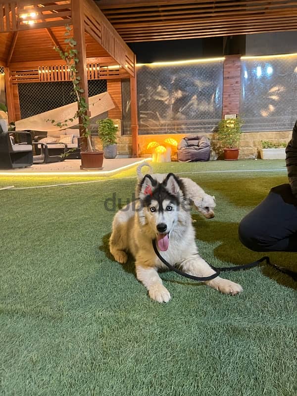 husky alaskan malmute 4