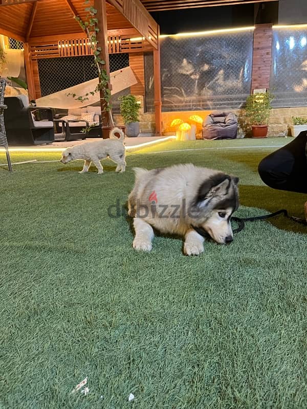 husky alaskan malmute 5