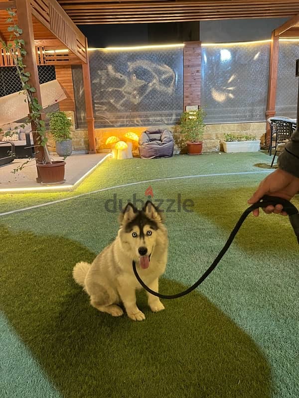 husky alaskan malmute 6