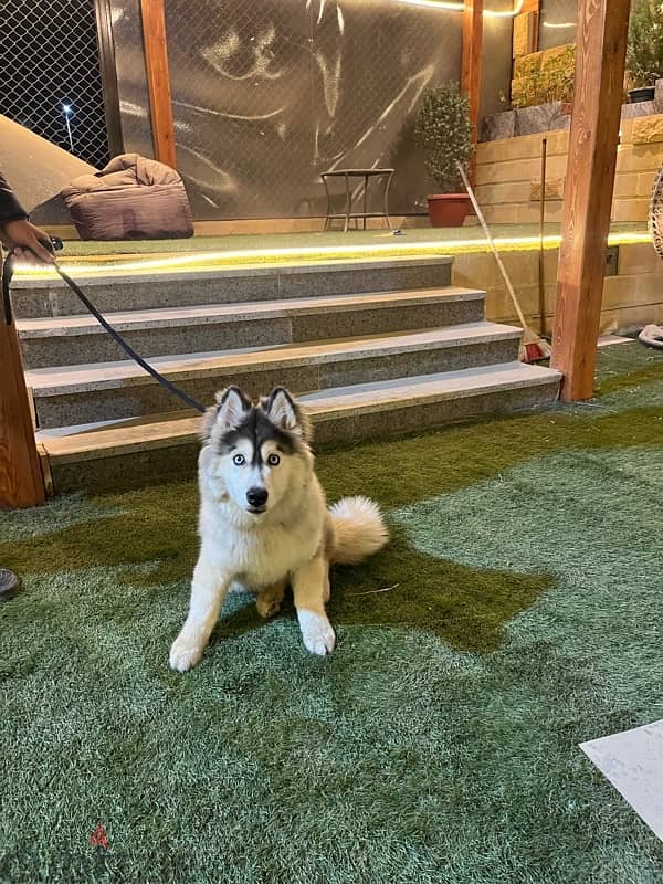 husky alaskan malmute 7