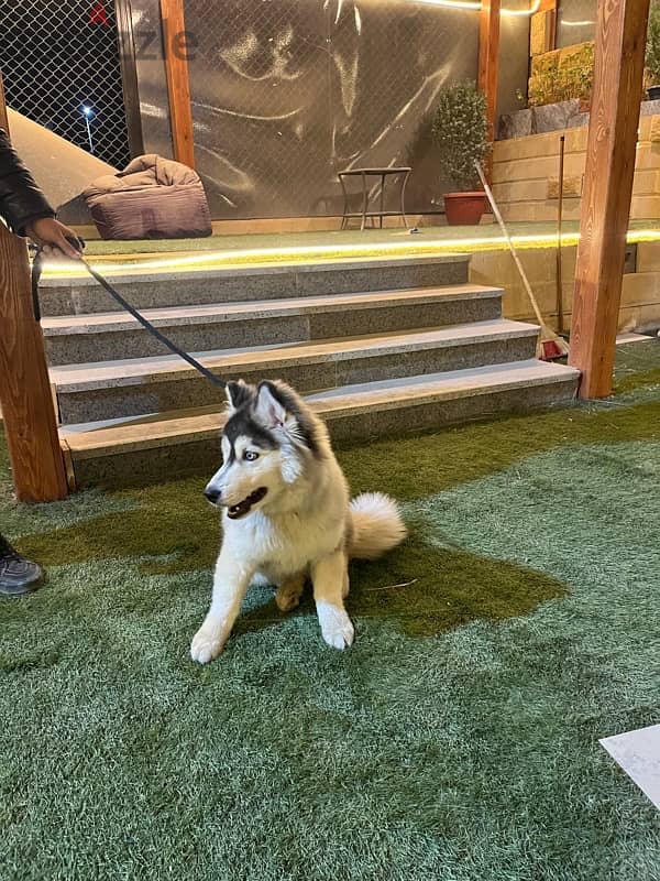 husky alaskan malmute 8