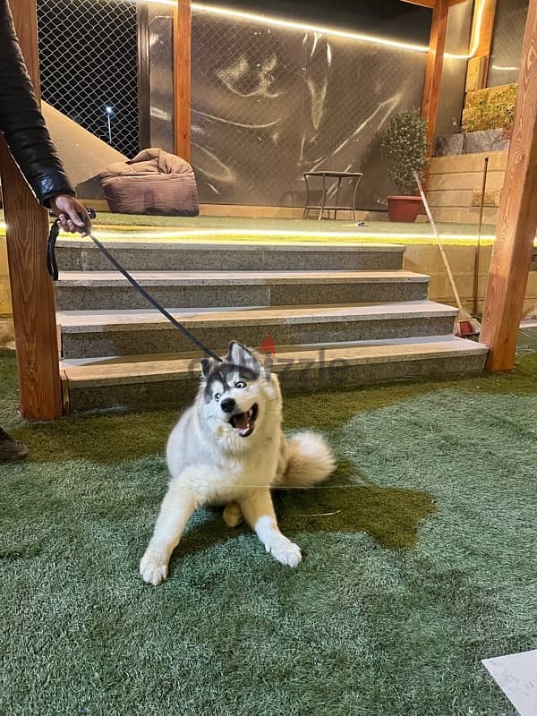 husky alaskan malmute 9