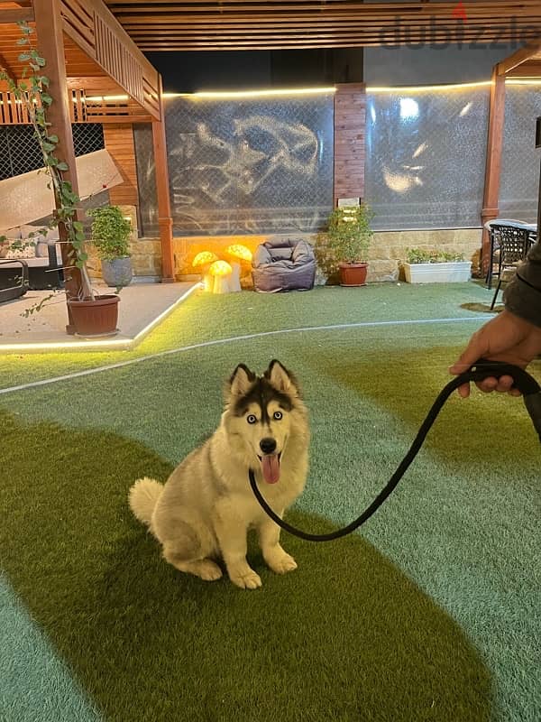 husky alaskan malmute 10