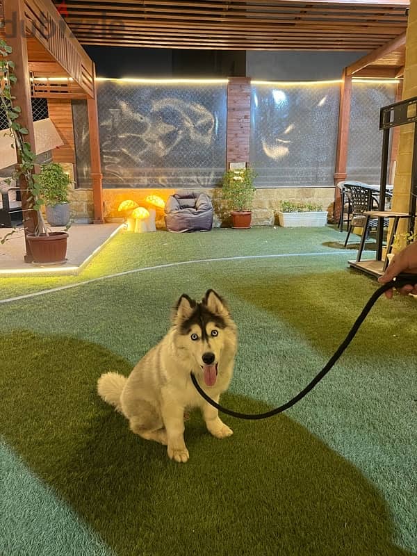 husky alaskan malmute 12