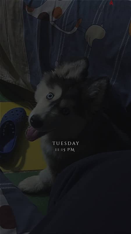 husky alaskan malmute 13