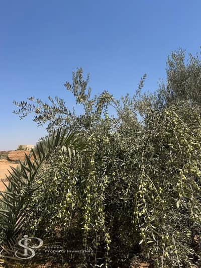 مزرعة للبيع مدخل العاشر من رمضان غرب حي 28 و 29 مساحة 10500 متر