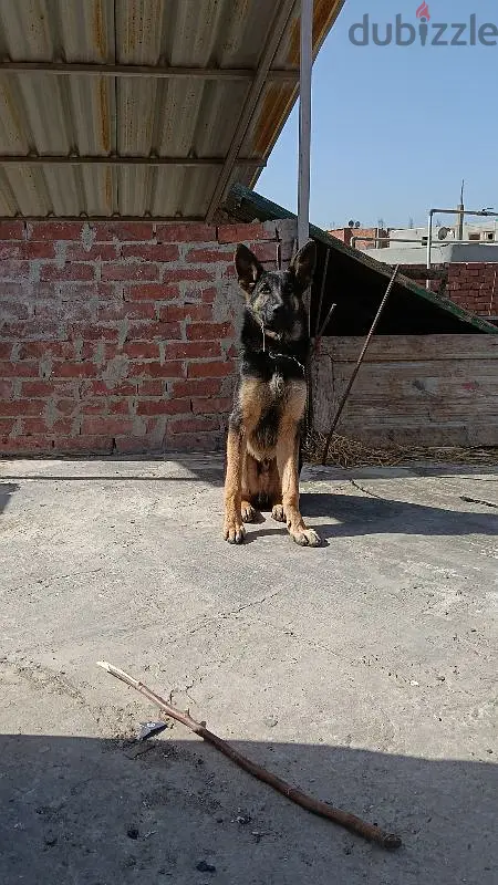 6-Month-Old Male German Shepherd, Short Hair