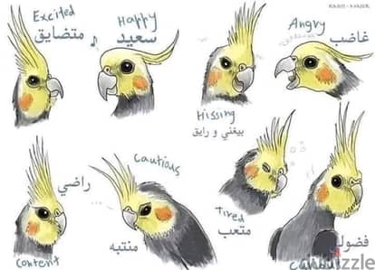 كوكتيل تأكيل يدوي مفطوم