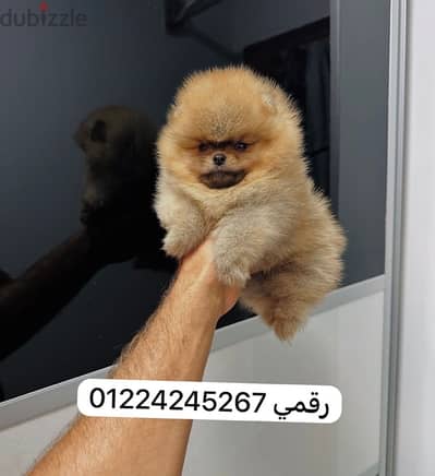 pomeranian