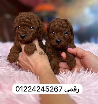 poodle _tea cup