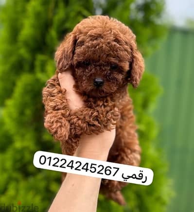 tea cup poodle