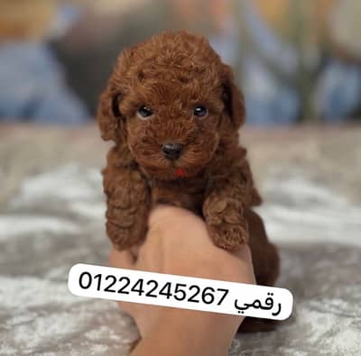 ‘’poodle’’