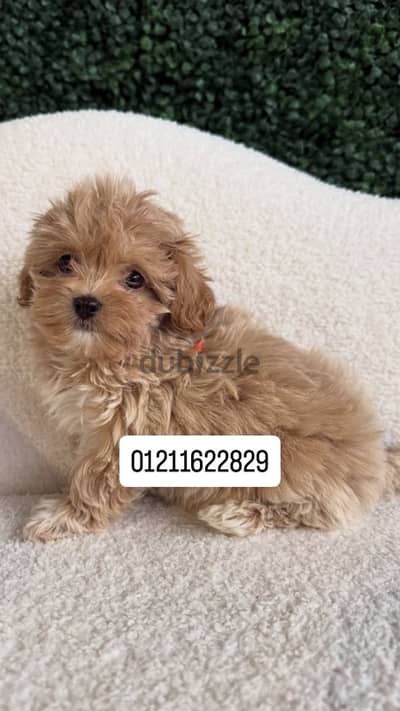 maltipoo puppies مالتيبو