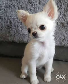 تيكب شيواوا ابل هيد Teacup chihuahua apple head short hair 0