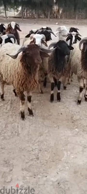 بسم الله يوجد خرفان برقي لحم تربيه بيتي للعقيقه أو ندر