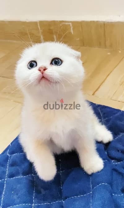 Scottish Fold Ny12 G Shell
