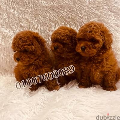 اجمل جراوي poodle teacup