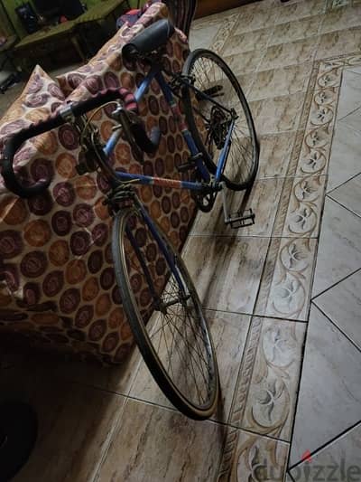 عجل سباق ايطالى