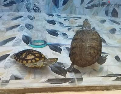 سلاحف ذو الاذن الحمراء ذكر و انثى شغالين