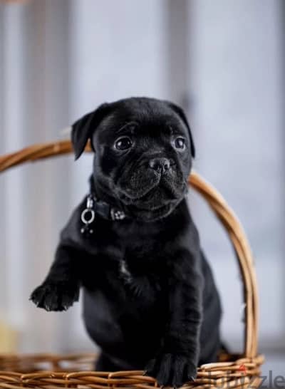 staffordshire bull terrier puppies girl available
